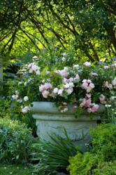 Easy-care Flower Carpet Appleblossom roses in container makes an simple but elegant landscape addition