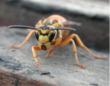 Yellow Jackets Arrive In Sacramento Along With Warm Weather