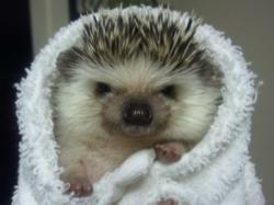 Crowdfund Critters - Funding For Dog, Cat, Horse & Exotic Animal Rescues