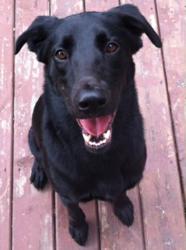 Dog Food Reviews
