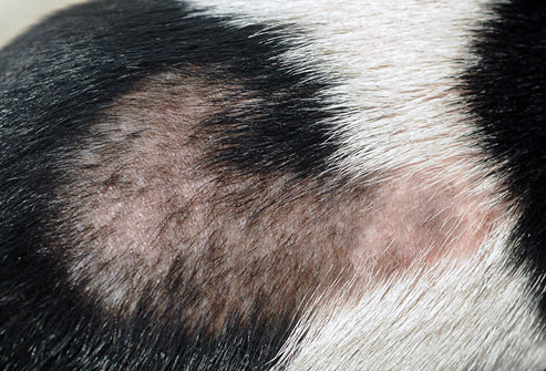 dog flank alopecia