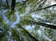 The Latest Forestry Research Featured at ScienceAlerts.com
