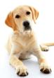 Petencare Celebrates ASPCA’s Prevent Cruelty to Animals Month