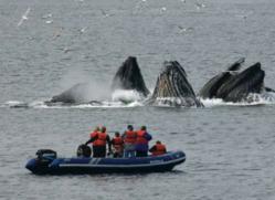 wilderness explorer, best time to visit alaska, small ship cruises, alaska adventures