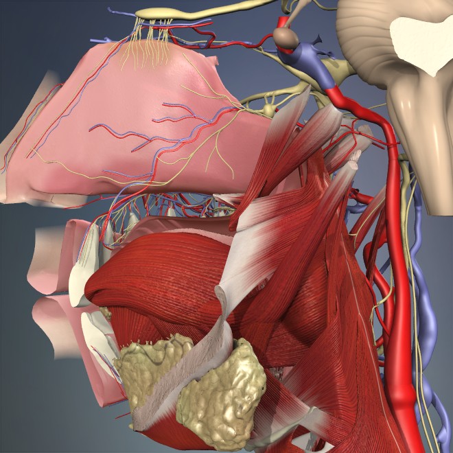 Primal Pictures’ 3D Anatomy for Speech and Language Pathology Adds New