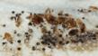Non-Toxic Bed Bug Spray Offers Complimentary Sample to Court After a...