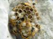 Sacramento Wasp Removal Services Provided With Pest Control