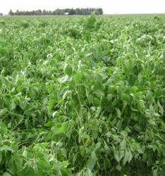 Hatch green chile in the field