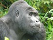 Africa Adventure Consultants Announces New Uganda Flying Safari for...