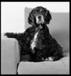 New York City and New Jersey Pet Sitting Organization Launches New...