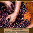 XOLifestyleWorldwide.com Skinhealix Silk-C Serum Ambassador, Adam...