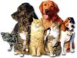 SpiritDetox.com Launches Another Complementary Pet Food Recipe
