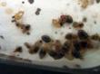 Non-Toxic Bed Bug Spray Offered to Woman Left Homeless Due to Bed Bug...