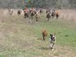 DOGS Unlimited Hosting an Evening at the AKC Gun Dog Championships