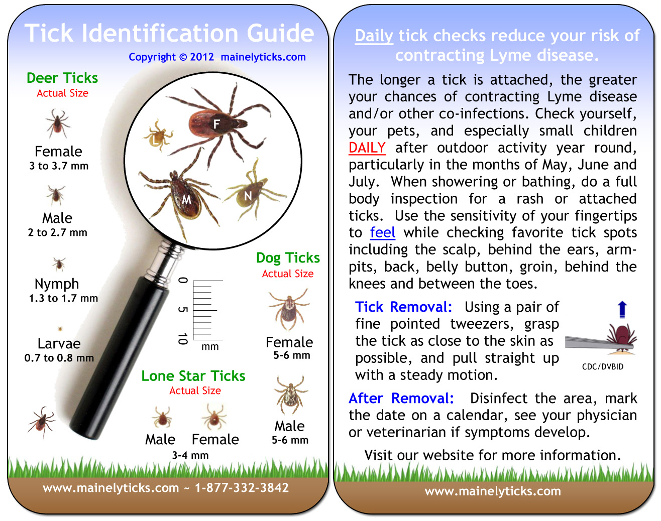 tick identification maine chart