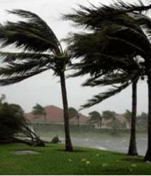Photograph of palm tree in a tropical storm