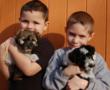 Royal Flush Havanese Reviews The Benefits Of Adding A Second Dog To...
