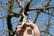 Senske Services Recommends Pruning Trees and Shrubs Now for a Healthy...