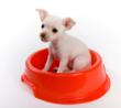 Dogington Post Releases their Kosher for Passover Dog Food List