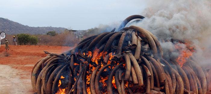 Elephants Are Being Killed for Ivory Everyday; Say 'NO!' to Ivory; Join