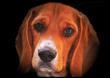 Photographer Elizabeth Sohnle Announces New Online LizArt Gallery