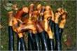 Irish Walking Sticks now available at Walking-Canes.Net
