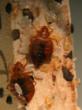 Bed Bug Bully Offered as Complimentary Sample Due to New Bed Bug Outbreak in Connecticut Government Housing Complex; My Cleaning Products Explains How to Get It