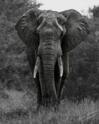 http://imagesinafrica.com