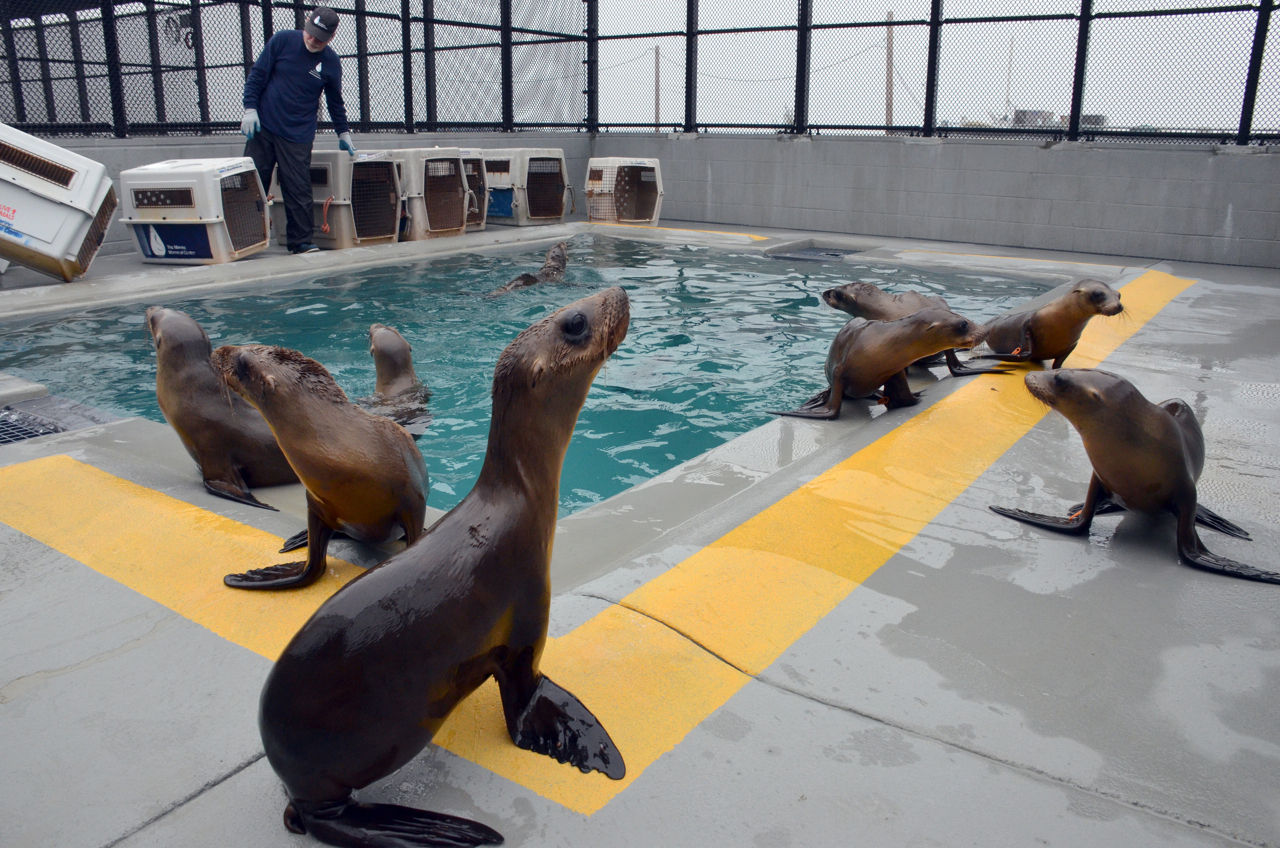 The Marine Mammal Center Receives 30 Malnourished California Sea Lions