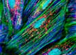 LabRoots Announces New Cell Biology Image Contest