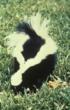 Skunk Removal and Exclusion Services Offered in Sacramento This Spring