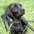 Pet Identification Tips from Canine Company