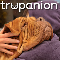 dog, dogs, pets, pet insurance