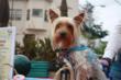 The Race is on for the Next “Pet" Mayor of Piedmont