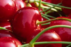 Cerise des Monts de Venasque