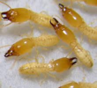 Horne's Pest Control Company, Inc. Offers Protection During...