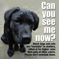 black dog syndrome is it real