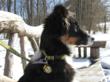 Dog Tag Art and Lupine Pet Partner to Create Matching Pet ID Tags and...