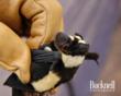 Striped Like a Badger — New Genus of Bat Identified in South Sudan