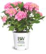 Size Matters When You Shop for Plants: Garden Crossings Offers...