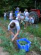 132 FFA Chapters Receive National ‘FFA: Food for All’ Grants to Help...