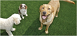 EasyTurf Joins Cardiff Celebration