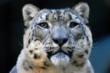 Endangered Earth Journal.com Features a Three-Part Interview with...