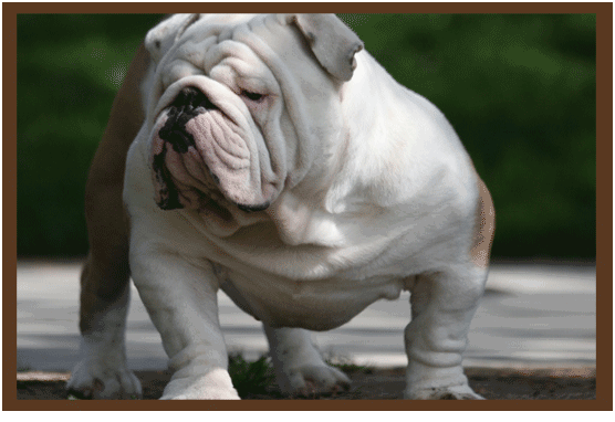 english bulldogs for sale in my area