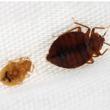 Study Says Kidney Bean Leaves Work Against Bed Bugs, My Cleaning...