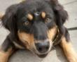 The Rehabilitation of Sadie: A Dog’s Miraculous Recovery from...