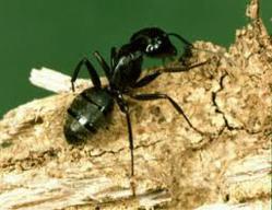 carpenter ant image