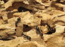 image of carpenter ant damage