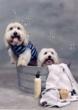 Have a Dog with Dry Skin? Petencare Offers Tips for Relief this Summer