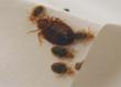 Bed Bugs Hit Another Apartment Complex, My Cleaning Products Says...